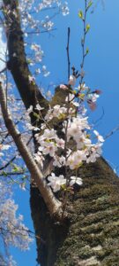 桜